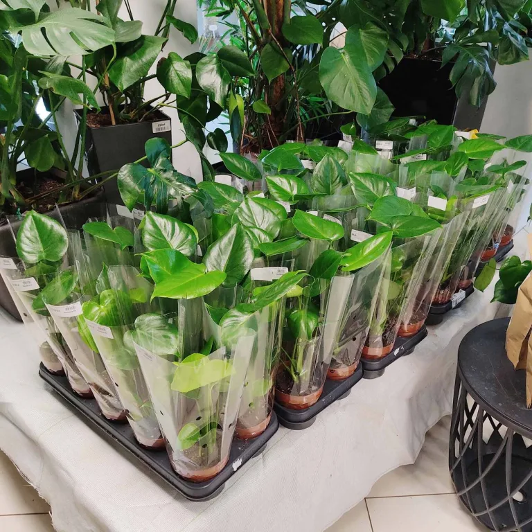 Monstera dziurawa (Monstera deliciosa) 40cm