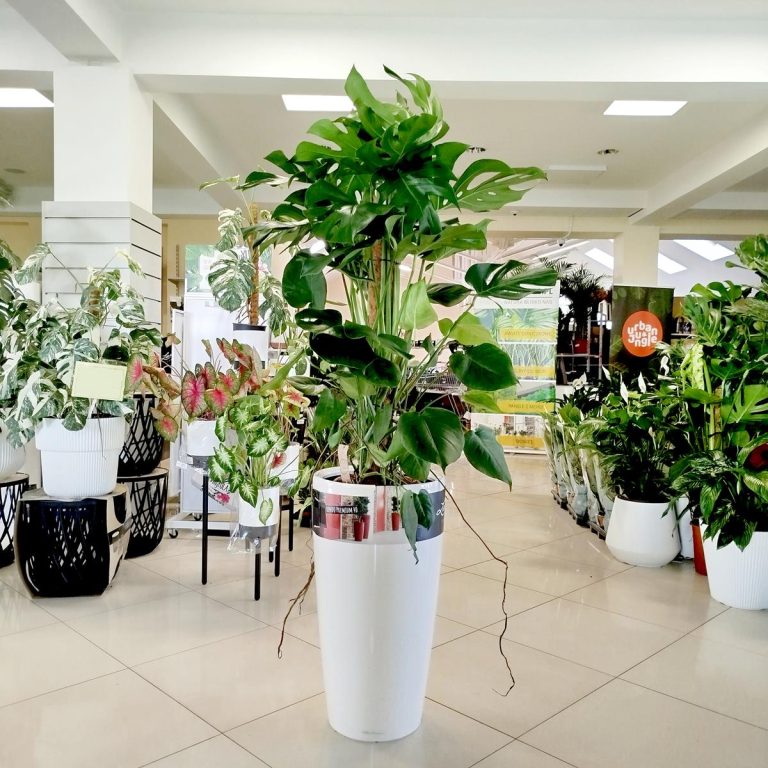 Monstera dziurawa (Monstera deliciosa) 130cm