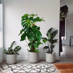 Monstera dziurawa (Monstera deliciosa) 130cm