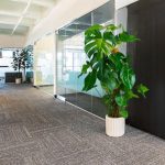 Monstera dziurawa (Monstera deliciosa) 130cm