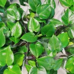 Monstera dziurawa (Monstera deliciosa) 40cm