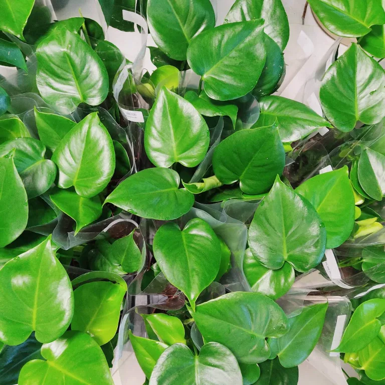 Monstera dziurawa (Monstera deliciosa) 40cm