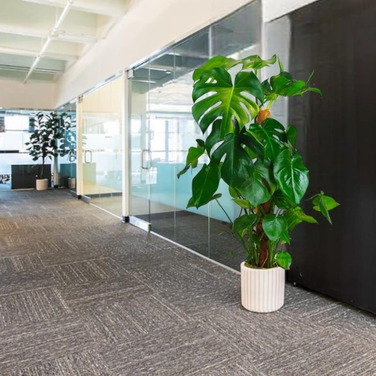 Monstera dziurawa (Monstera deliciosa) 130cm