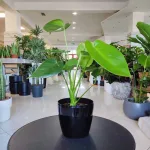 Monstera dziurawa (Monstera deliciosa) 40cm