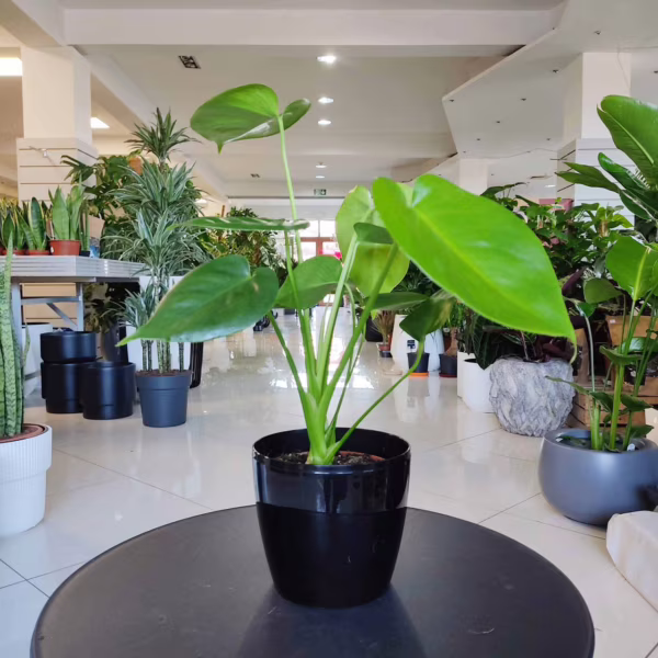 Monstera dziurawa (Monstera deliciosa) 40cm