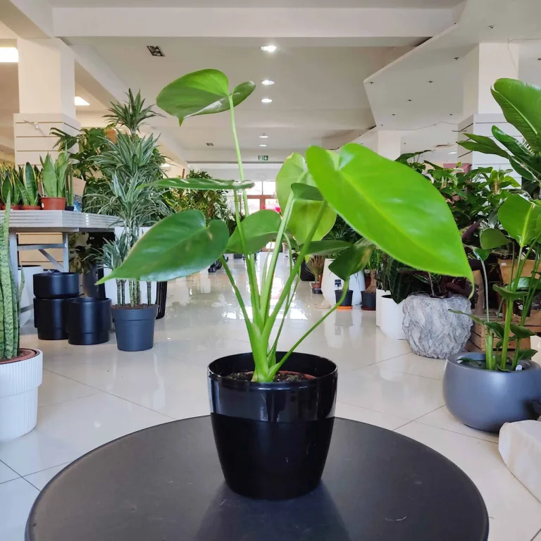 Monstera dziurawa (Monstera deliciosa) 40cm