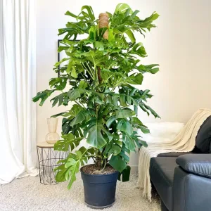 Monstera dziurawa (Monstera deliciosa) 190cm