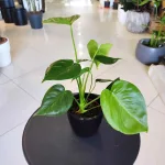 Monstera dziurawa (Monstera deliciosa) 40cm
