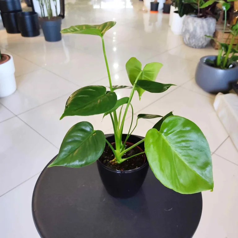 Monstera dziurawa (Monstera deliciosa) 40cm