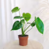 Monstera dziurawa (Monstera deliciosa)