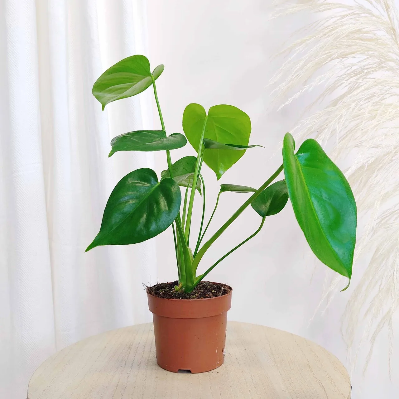 Monstera dziurawa (Monstera deliciosa) 40cm