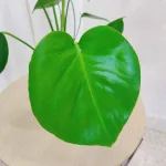 Monstera dziurawa (Monstera deliciosa) 40cm