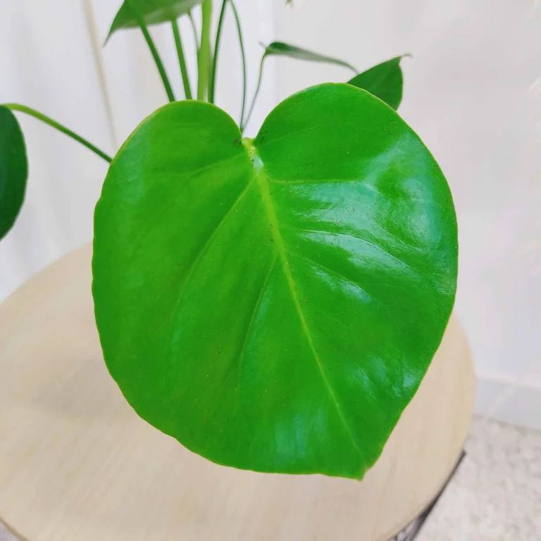 Monstera dziurawa (Monstera deliciosa) 40cm