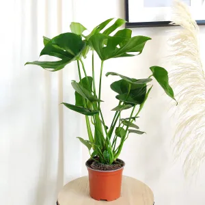 Monstera dziurawa (Monstera deliciosa) 65cm