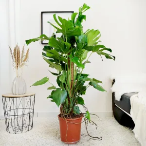 Monstera dziurawa (Monstera deliciosa) 130cm