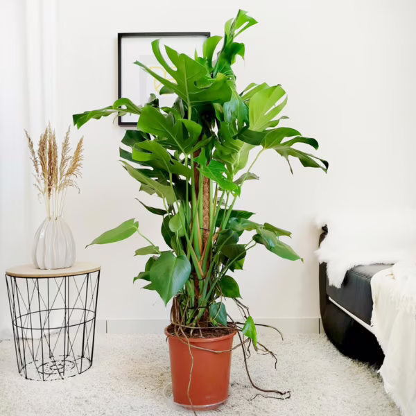 Monstera dziurawa (Monstera deliciosa) 130-140cm