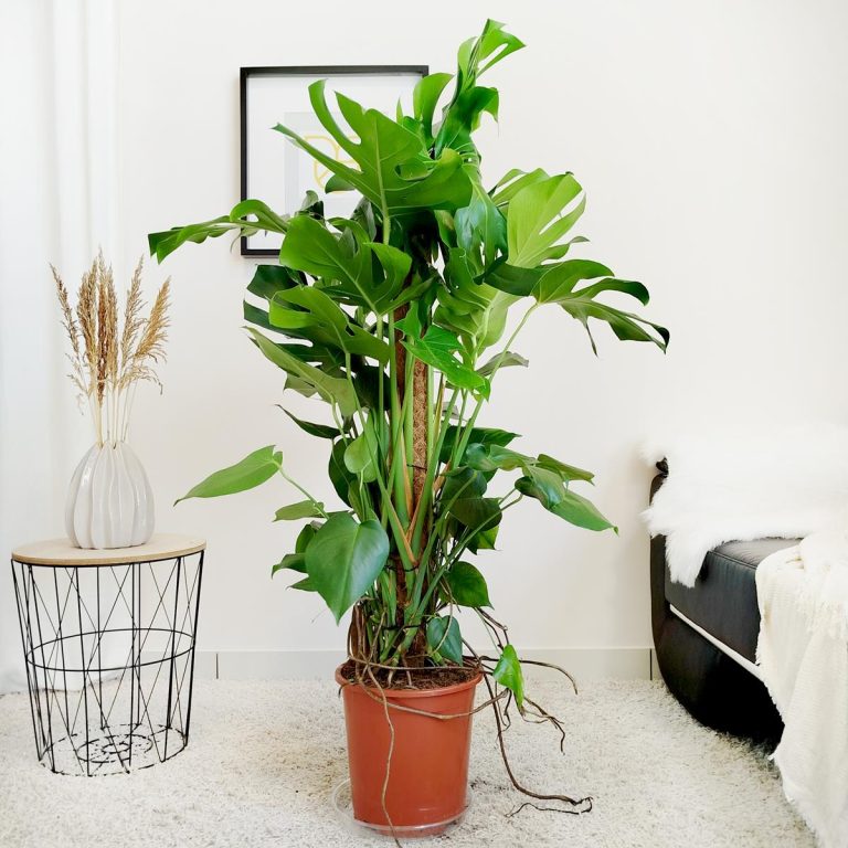 Monstera dziurawa (Monstera deliciosa) 130cm