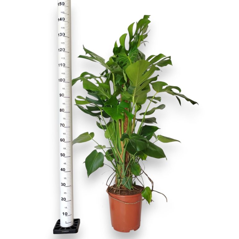 Monstera dziurawa (Monstera deliciosa) 130cm
