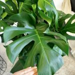 Monstera dziurawa (Monstera deliciosa) 130cm