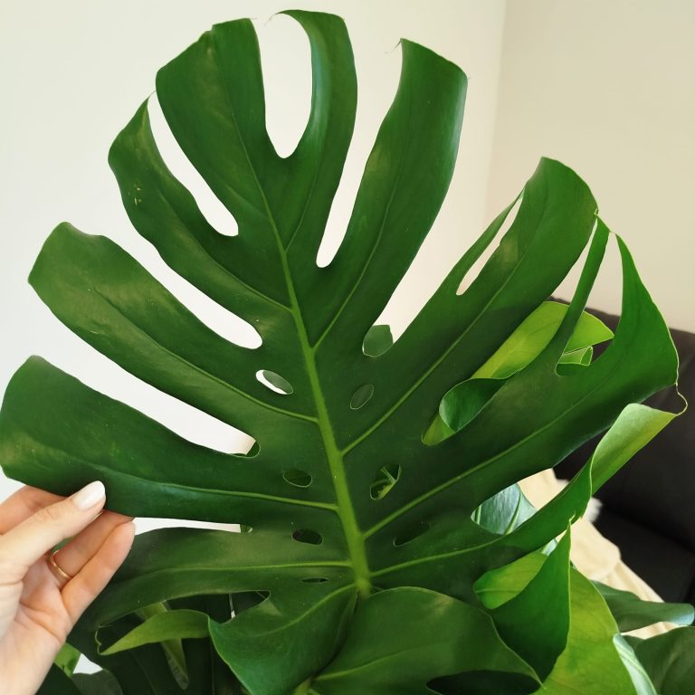 Monstera dziurawa (Monstera deliciosa) 130cm