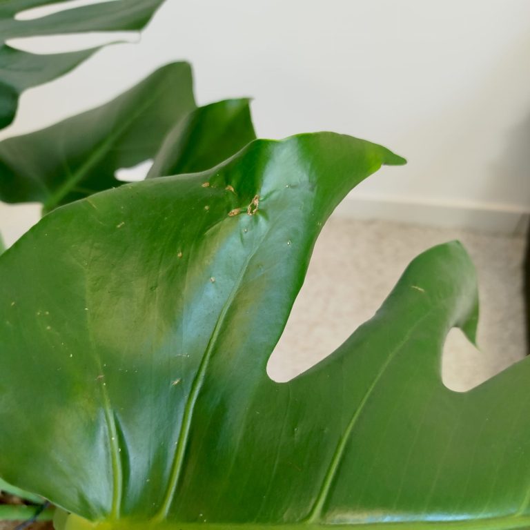 Monstera dziurawa (Monstera deliciosa) 130cm