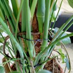 Monstera dziurawa (Monstera deliciosa) 130cm