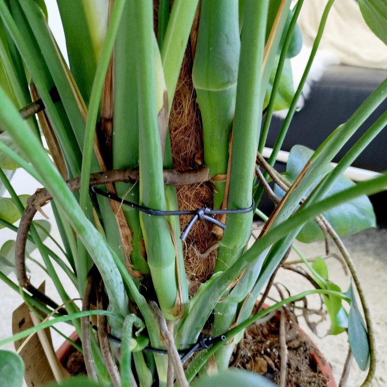 Monstera dziurawa (Monstera deliciosa) 130cm