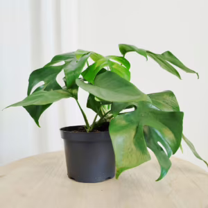 Monstera dziurawa (Little Sister) 25cm