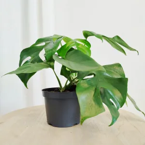 Monstera dziurawa (Little Sister) 25cm