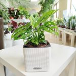 Monstera monkey mask (obliqua Leichtlinii) 30cm