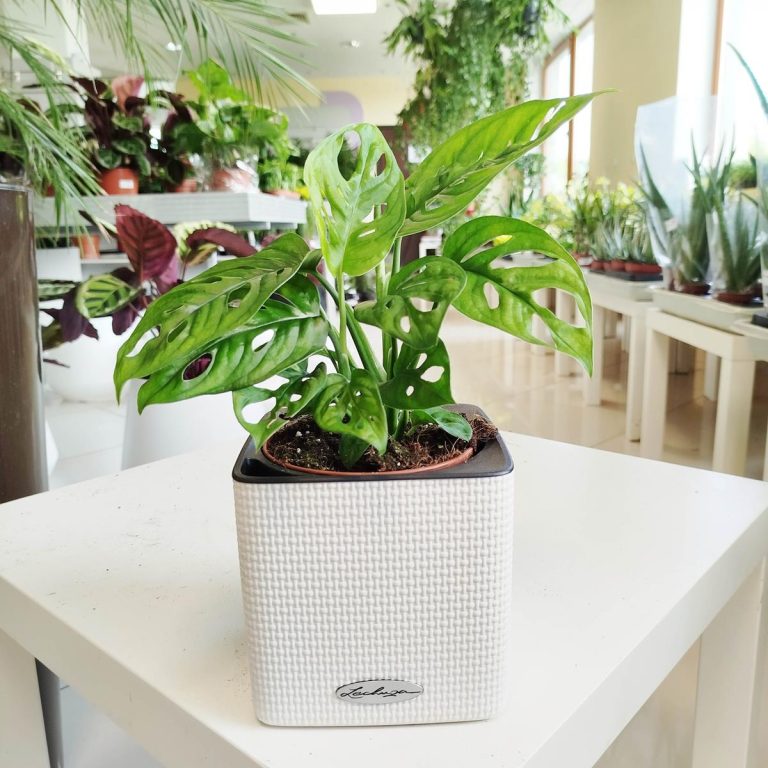 Monstera monkey mask (obliqua Leichtlinii) 30cm