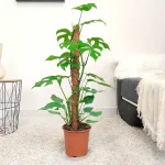 Monstera minima (Rhaphidophora tetrasperma) 80cm