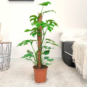 Monstera minima (Rhaphidophora tetrasperma) 80cm