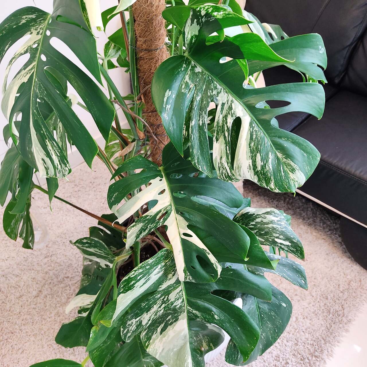 Monstera dziurawa (Monstera deliciosa 'Variegata') komplet z doniczką 130cm