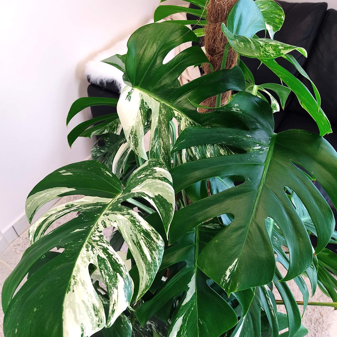 Monstera dziurawa (Monstera deliciosa 'Variegata') komplet z doniczką 130cm