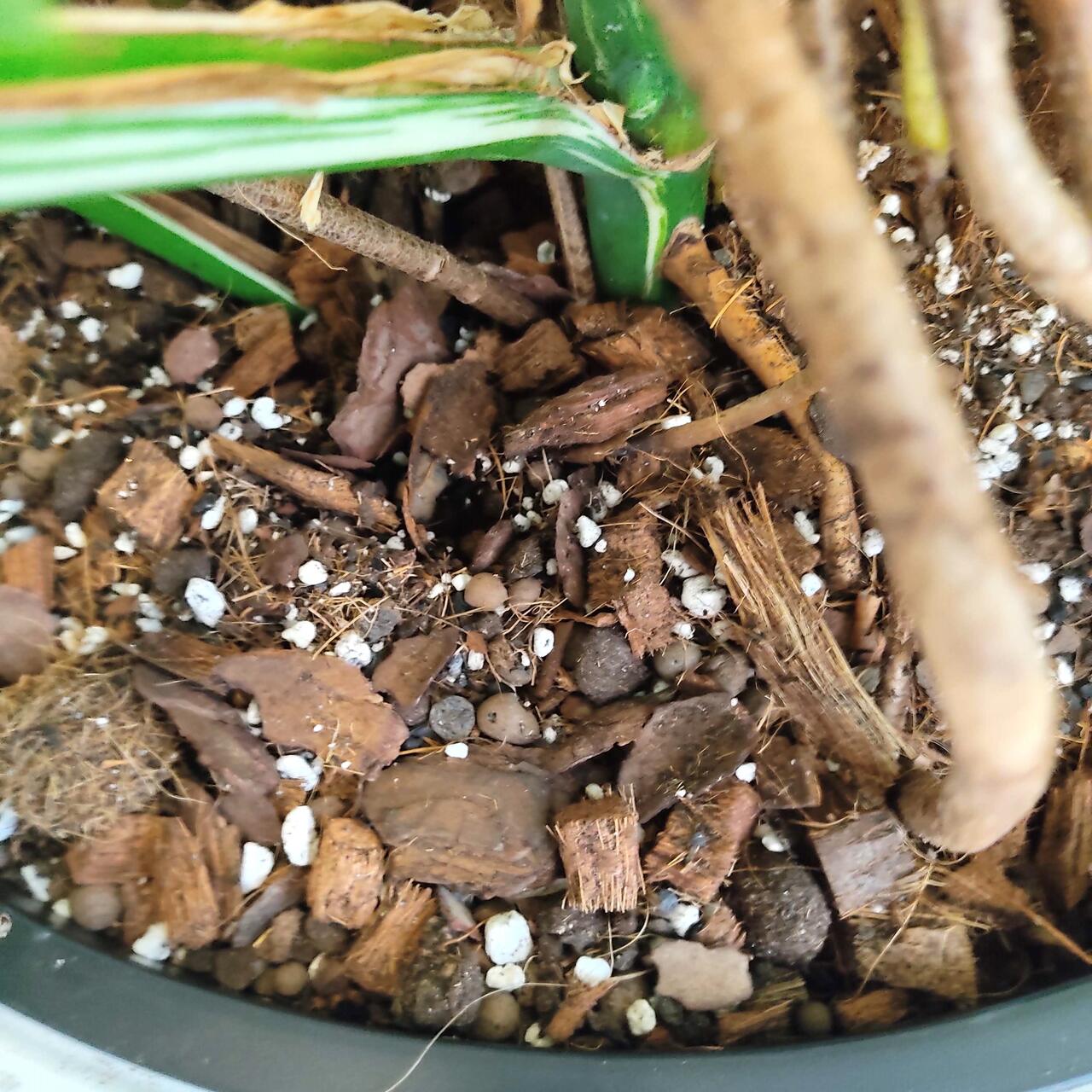 Monstera dziurawa (Monstera deliciosa 'Variegata') komplet z doniczką 130cm