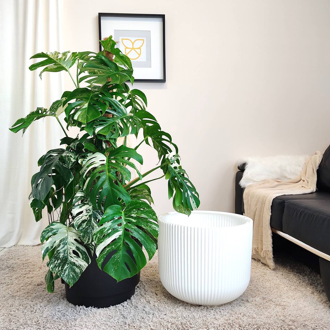 Monstera dziurawa (Monstera deliciosa 'Variegata') komplet z doniczką 130cm