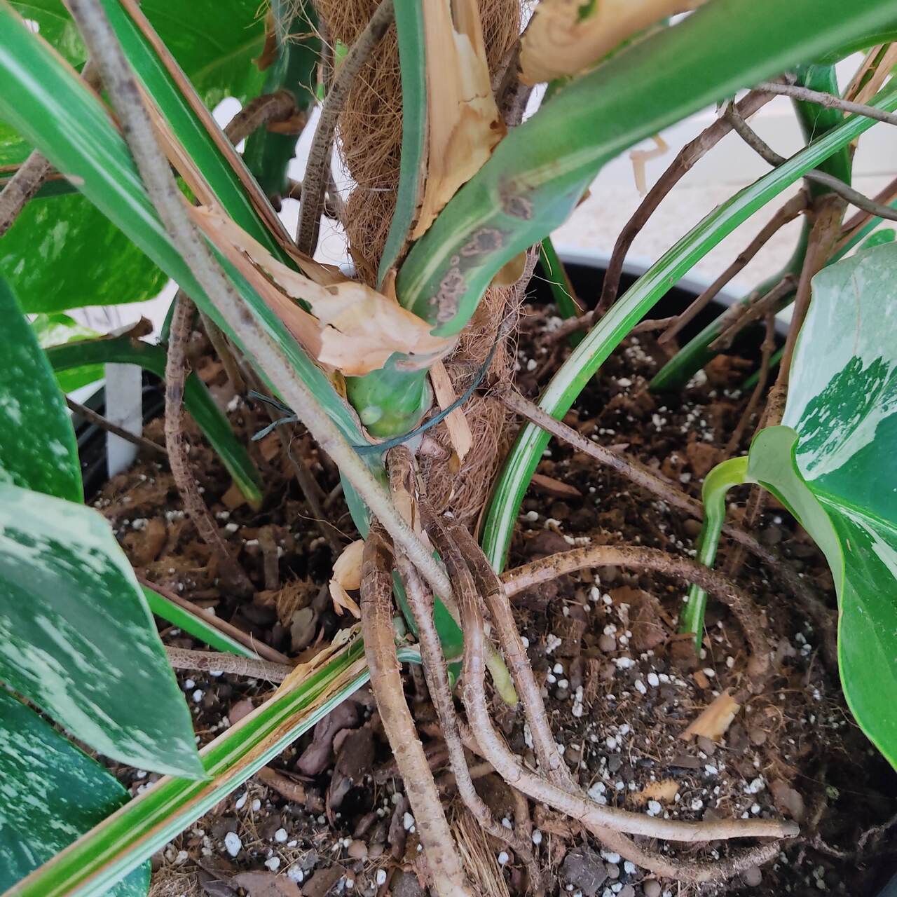 Monstera dziurawa (Monstera deliciosa 'Variegata') komplet z doniczką 130cm