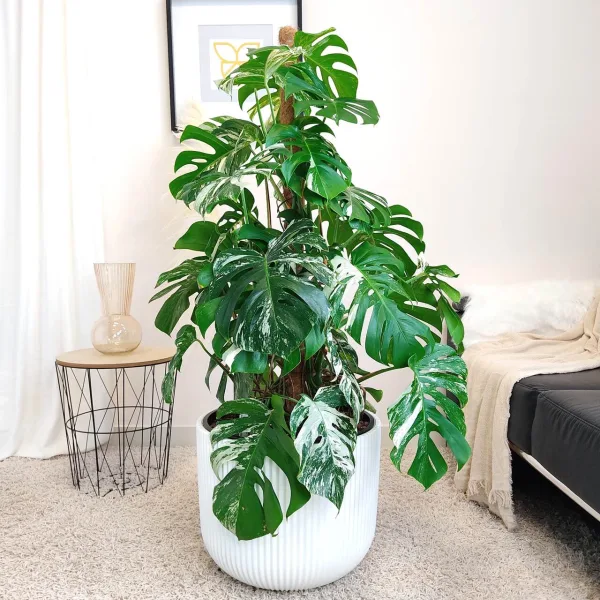 Monstera dziurawa (Monstera deliciosa 'Variegata') komplet z doniczką 130cm