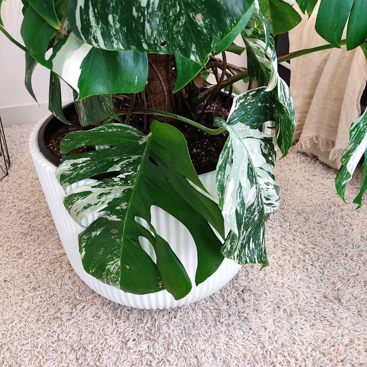 Monstera dziurawa (Monstera deliciosa 'Variegata') komplet z doniczką 130cm