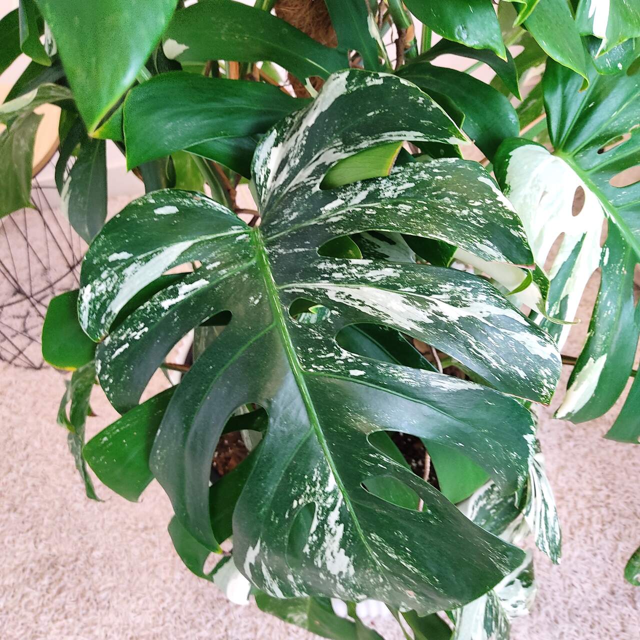 Monstera dziurawa (Monstera deliciosa 'Variegata') komplet z doniczką 130cm