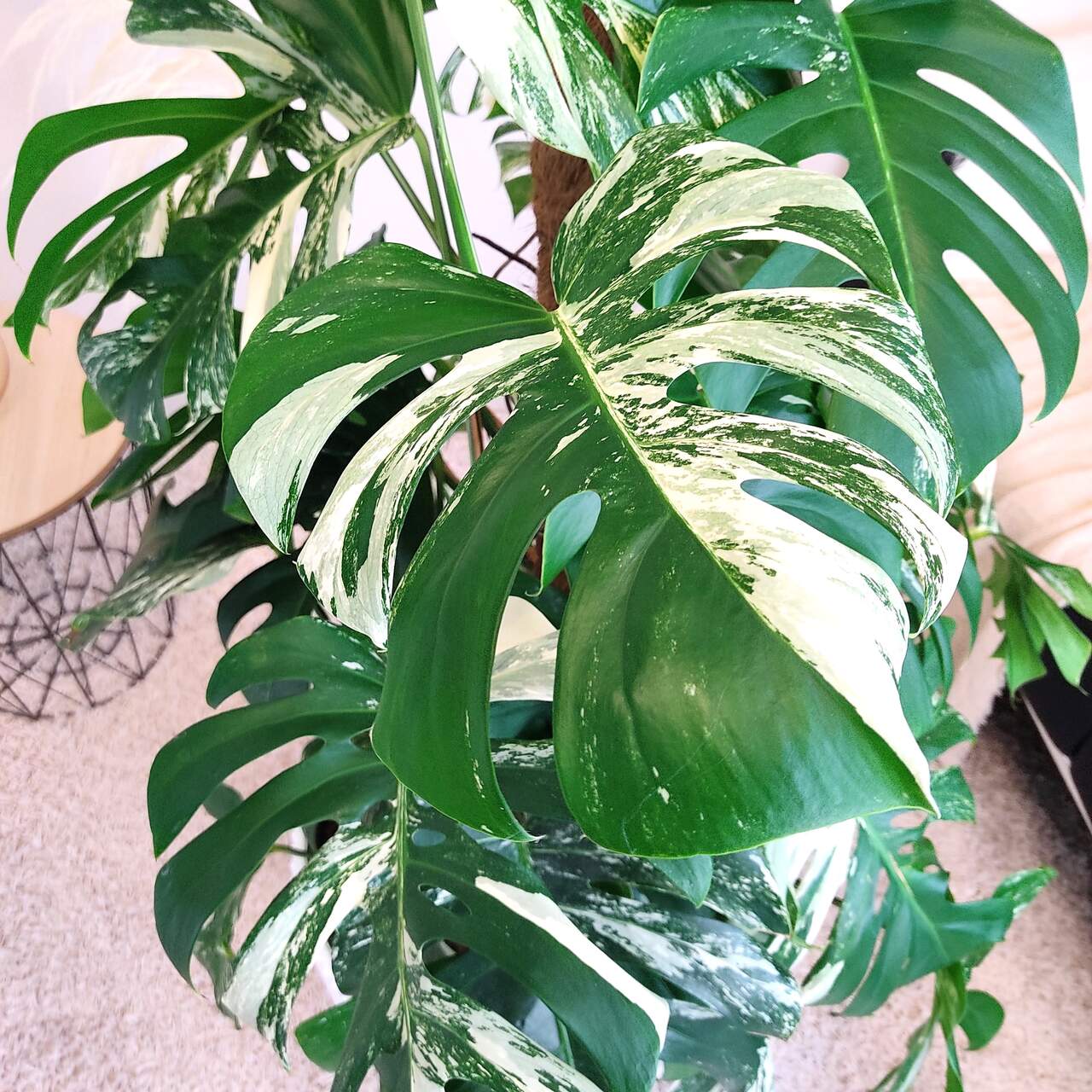 Monstera dziurawa (Monstera deliciosa 'Variegata') komplet z doniczką 130cm
