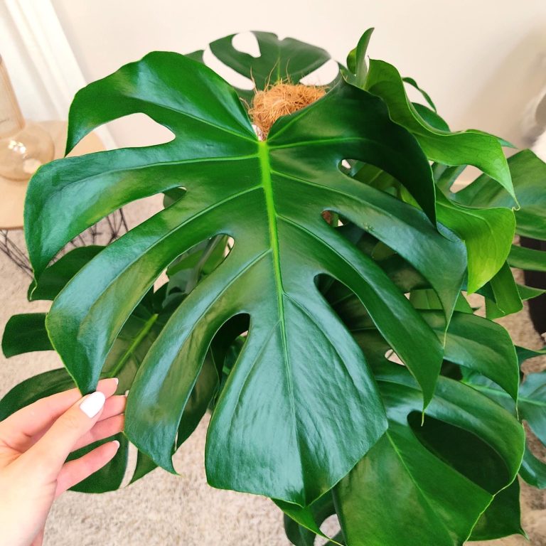 Monstera dziurawa (Monstera deliciosa) 130cm