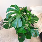 Monstera dziurawa (Monstera deliciosa) 130cm