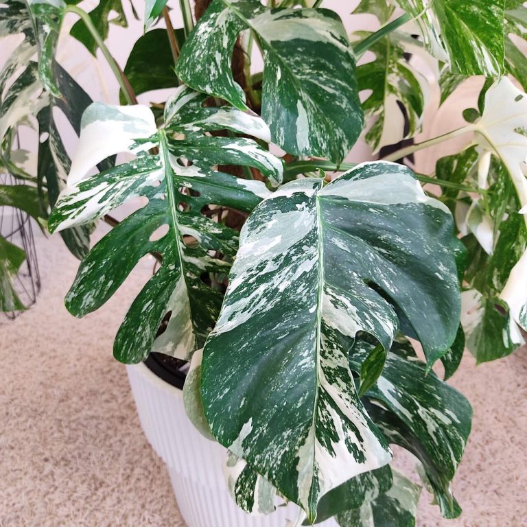 Monstera dziurawa (Monstera deliciosa 'Variegata') komplet z doniczką