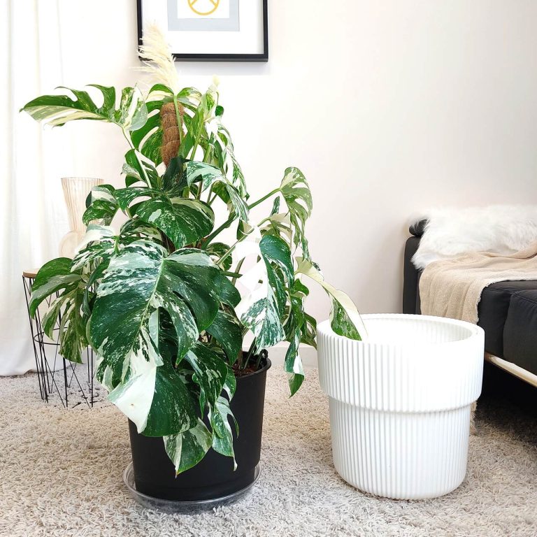 Monstera dziurawa (Monstera deliciosa 'Variegata') komplet z doniczką