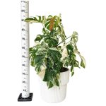 Monstera dziurawa (Monstera deliciosa 'Variegata') komplet z doniczką