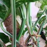 Monstera dziurawa (Monstera deliciosa 'Variegata') komplet z doniczką