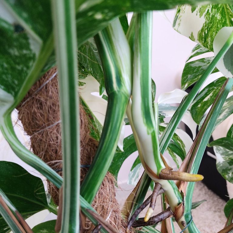 Monstera dziurawa (Monstera deliciosa 'Variegata') komplet z doniczką