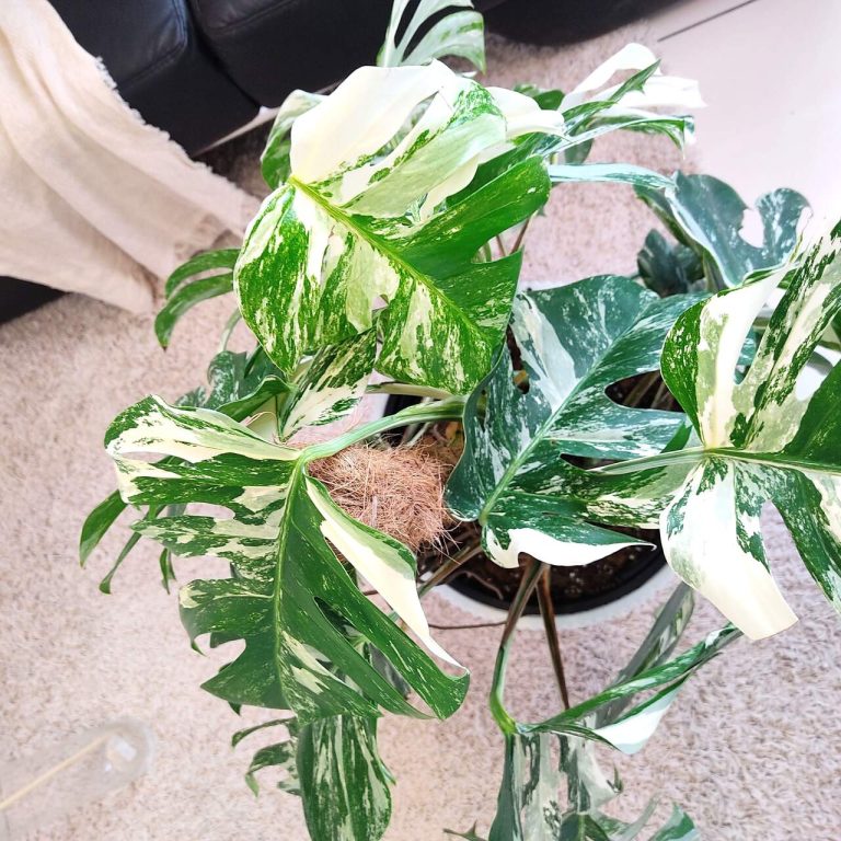 Monstera dziurawa (Monstera deliciosa 'Variegata') komplet z doniczką